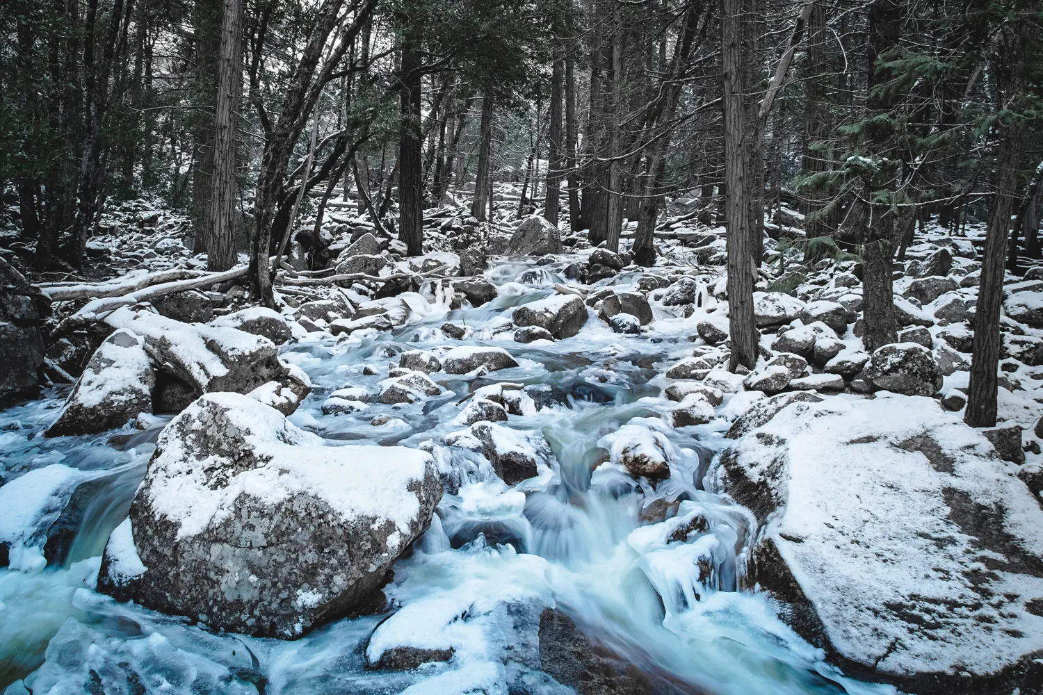 Nature photograph by AJ Latteri