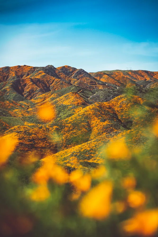 Nature photograph by AJ Latteri