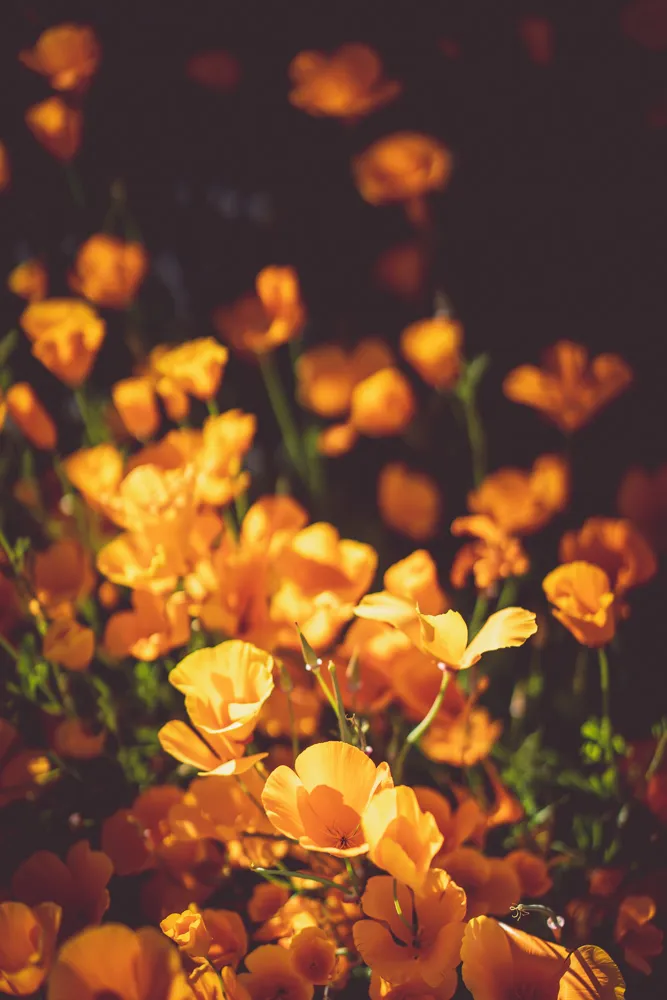 Nature photograph by AJ Latteri