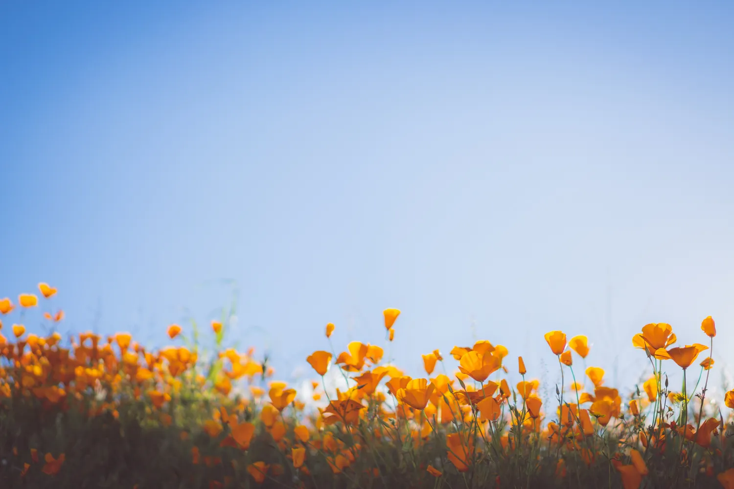 Nature photograph by AJ Latteri